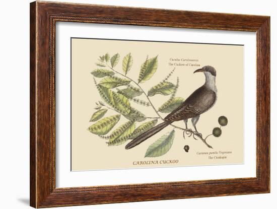 Carolina Cuckoo-Mark Catesby-Framed Art Print