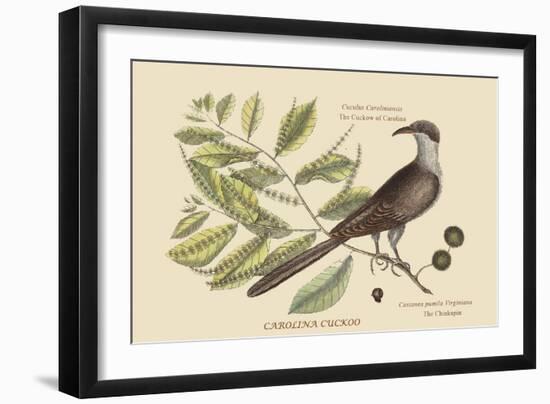 Carolina Cuckoo-Mark Catesby-Framed Art Print