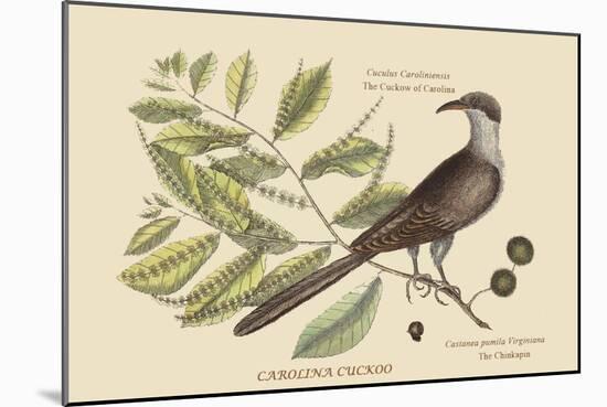 Carolina Cuckoo-Mark Catesby-Mounted Art Print