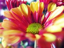 Close Up of Pink Flower Petals-Carolina Hernández-Photographic Print