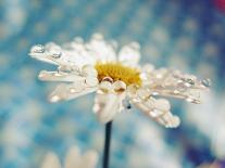 Close Up of Cherry Blossom-Carolina Hernández-Framed Photographic Print