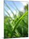 Premium Photographic Print