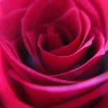 Red Rose-Carolina Hernandez-Framed Photographic Print