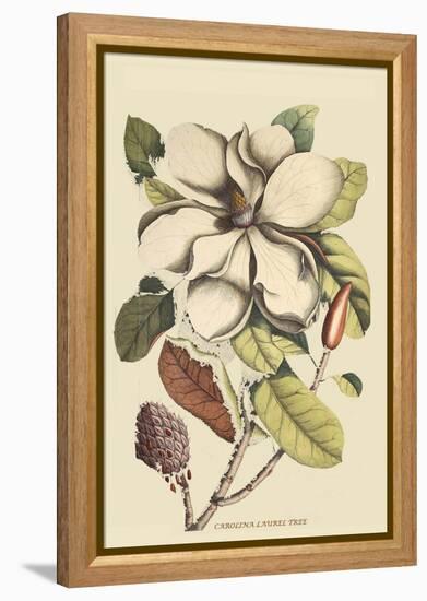 Carolina Laurel-Mark Catesby-Framed Stretched Canvas