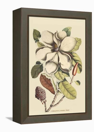 Carolina Laurel-Mark Catesby-Framed Stretched Canvas