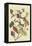 Carolina Laurel-Mark Catesby-Framed Stretched Canvas