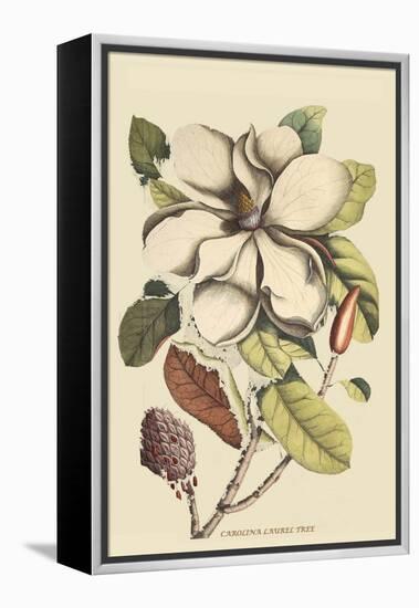 Carolina Laurel-Mark Catesby-Framed Stretched Canvas