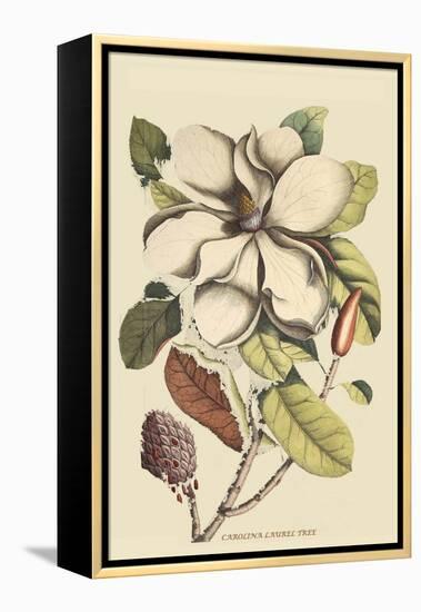 Carolina Laurel-Mark Catesby-Framed Stretched Canvas