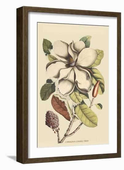 Carolina Laurel-Mark Catesby-Framed Art Print