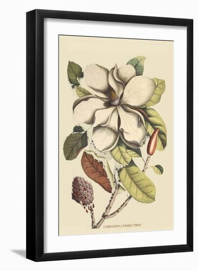 Carolina Laurel-Mark Catesby-Framed Art Print