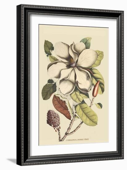 Carolina Laurel-Mark Catesby-Framed Art Print