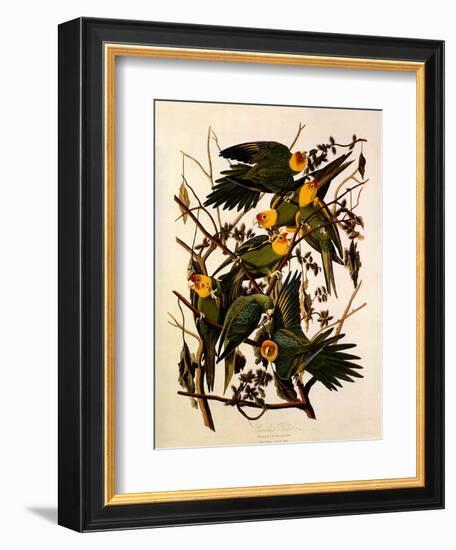 Carolina Parakeet, Conuropsis Carolinensis-John James Audubon-Framed Giclee Print