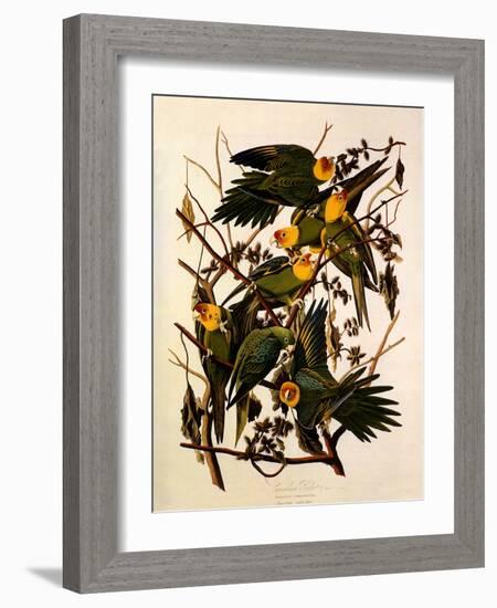 Carolina Parakeet, Conuropsis Carolinensis-John James Audubon-Framed Giclee Print