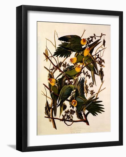 Carolina Parakeet, Conuropsis Carolinensis-John James Audubon-Framed Giclee Print