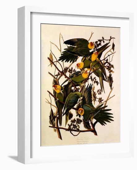 Carolina Parakeet, Conuropsis Carolinensis-John James Audubon-Framed Giclee Print