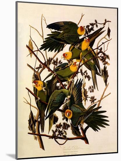Carolina Parakeet, Conuropsis Carolinensis-John James Audubon-Mounted Giclee Print
