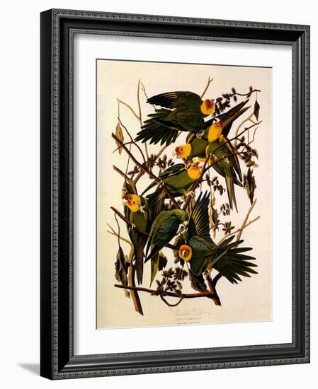 Carolina Parakeet, Conuropsis Carolinensis-John James Audubon-Framed Giclee Print