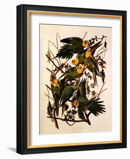 Carolina Parakeet, Conuropsis Carolinensis-John James Audubon-Framed Giclee Print