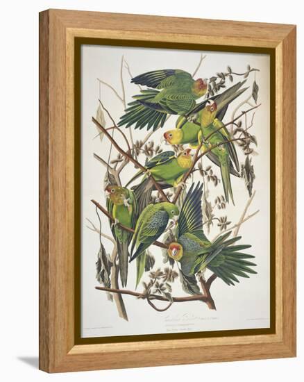 Carolina Parakeet, from "Birds of America," 1829-John James Audubon-Framed Premier Image Canvas