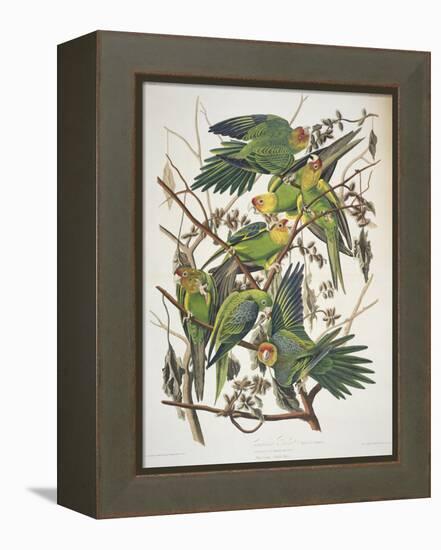 Carolina Parakeet, from "Birds of America," 1829-John James Audubon-Framed Premier Image Canvas