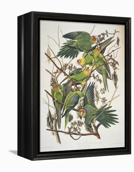 Carolina Parakeet, from "Birds of America," 1829-John James Audubon-Framed Premier Image Canvas