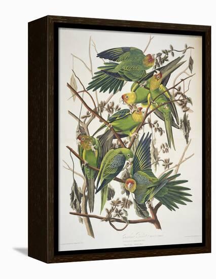 Carolina Parakeet, from "Birds of America," 1829-John James Audubon-Framed Premier Image Canvas