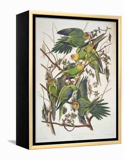 Carolina Parakeet, from "Birds of America," 1829-John James Audubon-Framed Premier Image Canvas