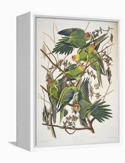 Carolina Parakeet, from "Birds of America," 1829-John James Audubon-Framed Premier Image Canvas