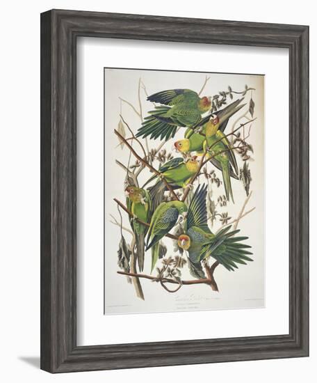 Carolina Parakeet, from "Birds of America," 1829-John James Audubon-Framed Premium Giclee Print