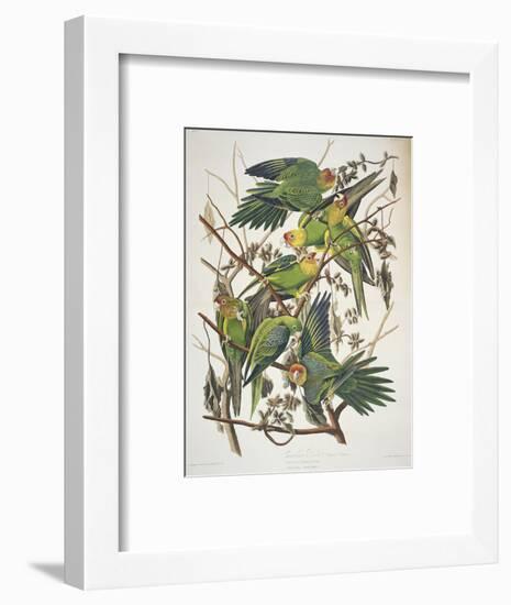 Carolina Parakeet, from "Birds of America," 1829-John James Audubon-Framed Premium Giclee Print