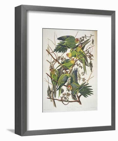 Carolina Parakeet, from "Birds of America," 1829-John James Audubon-Framed Premium Giclee Print