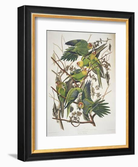 Carolina Parakeet, from "Birds of America," 1829-John James Audubon-Framed Premium Giclee Print