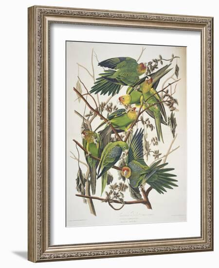 Carolina Parakeet, from "Birds of America," 1829-John James Audubon-Framed Premium Giclee Print