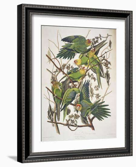 Carolina Parakeet, from "Birds of America," 1829-John James Audubon-Framed Premium Giclee Print