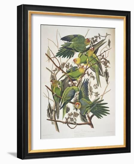 Carolina Parakeet, from "Birds of America," 1829-John James Audubon-Framed Premium Giclee Print