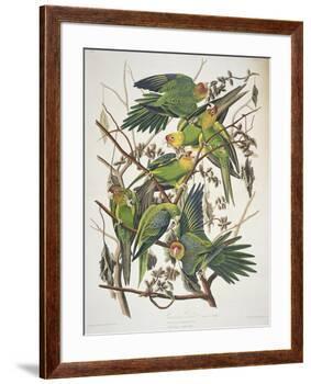 Carolina Parakeet, from "Birds of America," 1829-John James Audubon-Framed Premium Giclee Print