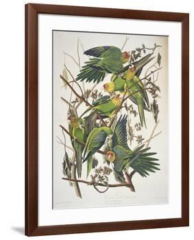 Carolina Parakeet, from "Birds of America," 1829-John James Audubon-Framed Premium Giclee Print