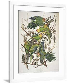 Carolina Parakeet, from "Birds of America," 1829-John James Audubon-Framed Premium Giclee Print