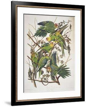 Carolina Parakeet, from "Birds of America," 1829-John James Audubon-Framed Premium Giclee Print