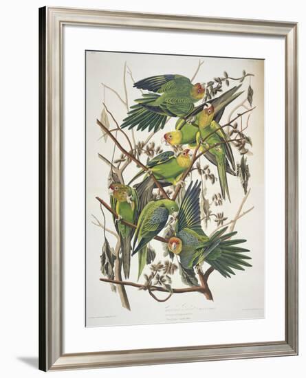 Carolina Parakeet, from "Birds of America," 1829-John James Audubon-Framed Premium Giclee Print