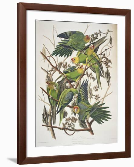 Carolina Parakeet, from "Birds of America," 1829-John James Audubon-Framed Premium Giclee Print