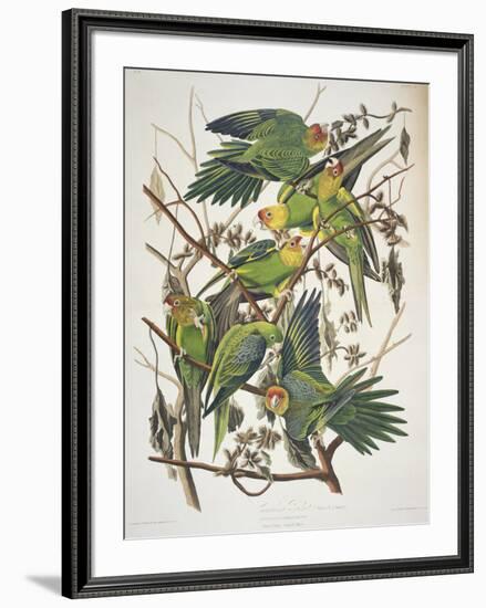 Carolina Parakeet, from "Birds of America," 1829-John James Audubon-Framed Premium Giclee Print