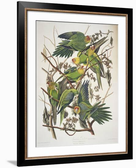 Carolina Parakeet, from "Birds of America," 1829-John James Audubon-Framed Premium Giclee Print