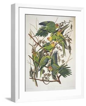 Carolina Parakeet, from "Birds of America," 1829-John James Audubon-Framed Premium Giclee Print