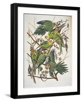 Carolina Parakeet, from "Birds of America," 1829-John James Audubon-Framed Premium Giclee Print