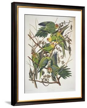 Carolina Parakeet, from "Birds of America," 1829-John James Audubon-Framed Premium Giclee Print