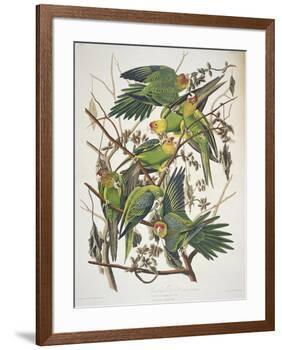 Carolina Parakeet, from "Birds of America," 1829-John James Audubon-Framed Premium Giclee Print
