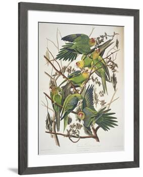 Carolina Parakeet, from "Birds of America," 1829-John James Audubon-Framed Premium Giclee Print