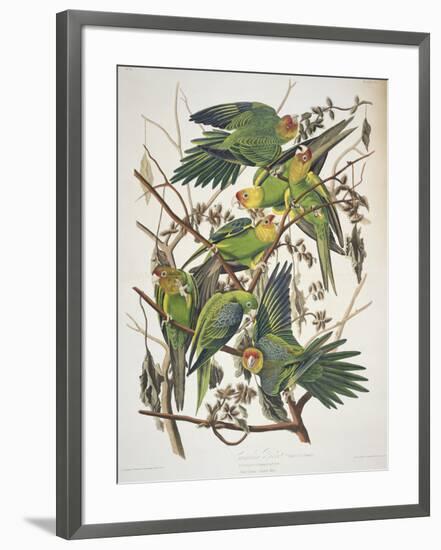 Carolina Parakeet, from "Birds of America," 1829-John James Audubon-Framed Premium Giclee Print