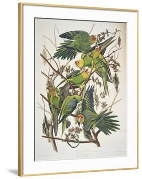 Carolina Parakeet, from "Birds of America," 1829-John James Audubon-Framed Premium Giclee Print